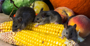 Souris grise ou souris commune, mal-aimée et proie du chat !